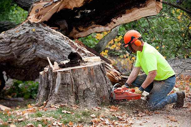 The Steps Involved in Our Tree Care Process in Thomson, GA